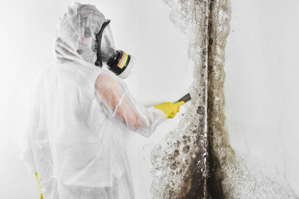 Best Certified Mold Removal  in Toledo, OH