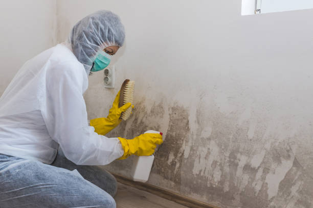 Best Residential Mold Removal  in Toledo, OH