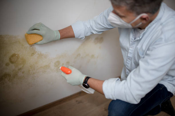 Best Toxic Mold Removal  in Toledo, OH