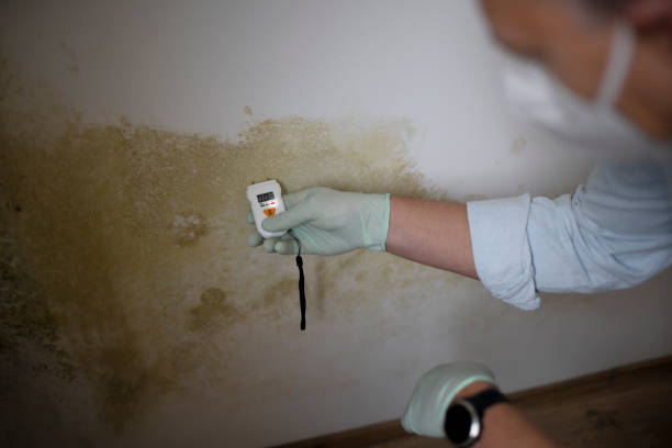 Best Mold Remediation Experts  in Toledo, OH