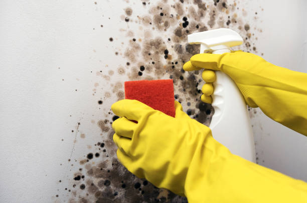 Best Certified Mold Removal  in Toledo, OH