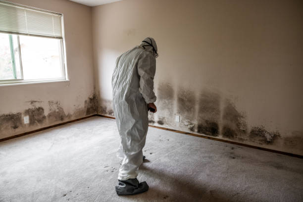 Best Mold Removal Specialists  in Toledo, OH