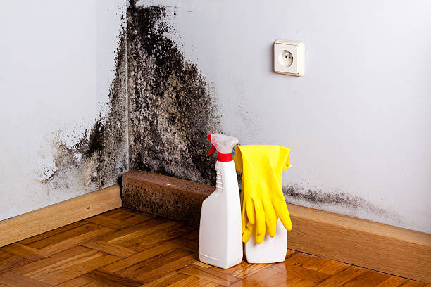 Best Mold Removal Process  in Toledo, OH