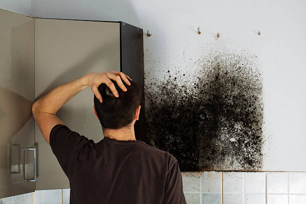 Mold Removal Process in Toledo, OH